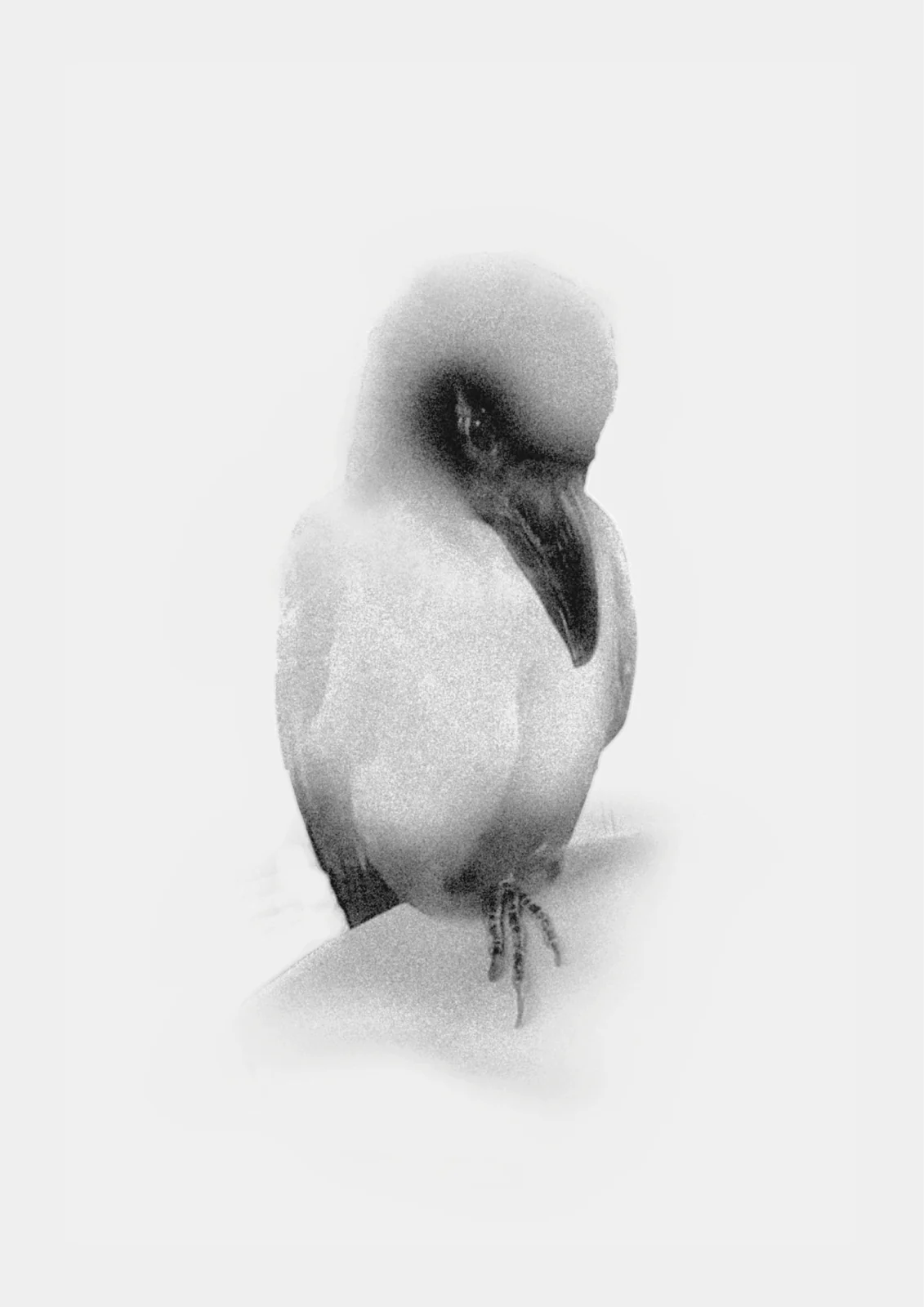 鸦 reimagine，第2张