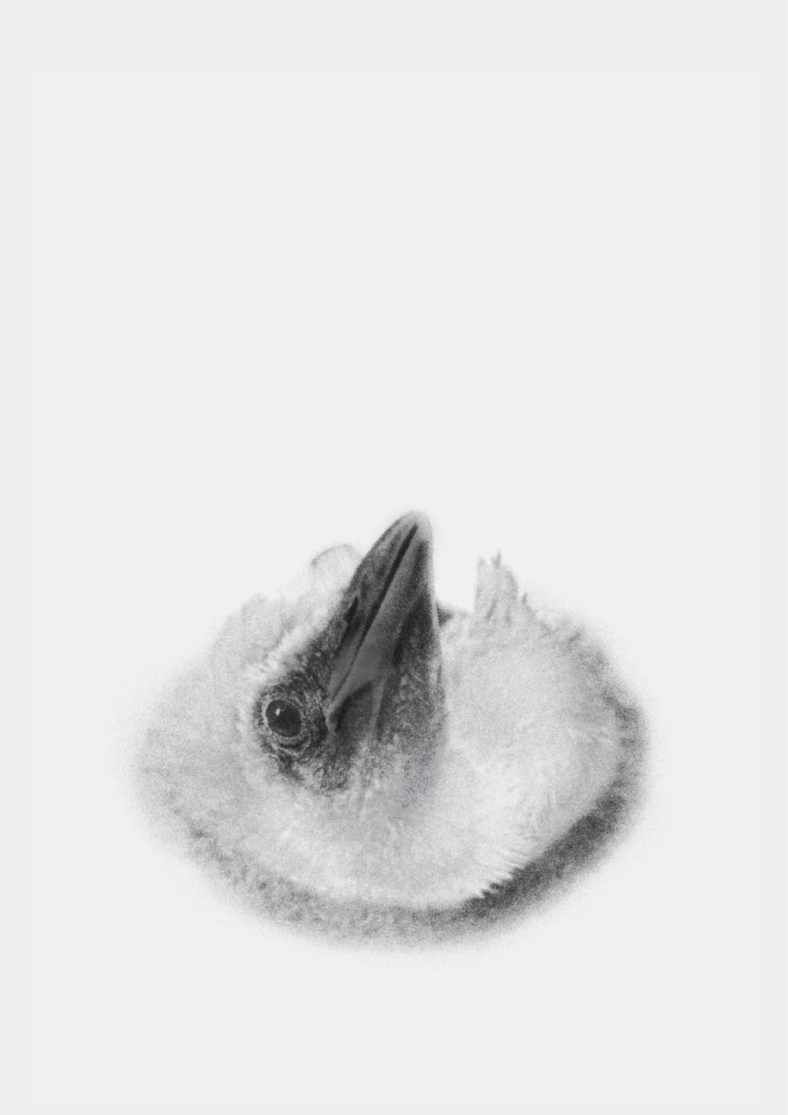 鸦 reimagine，第3张